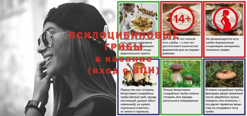 где продают   Вилючинск  shop телеграм  Псилоцибиновые грибы Psilocybe 